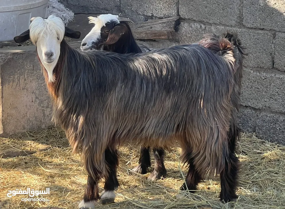 كبشان نجديات أصل 3 + بكار 2  من حلال بني  سمان حلال نظيف للتربيه وللذبح جاهزات كل شي سليم