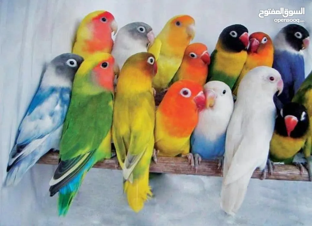 مطلوب طيور للتبني لغاوي  Birds wanted for adoption