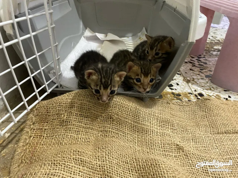 Bengal Kitten Male And Female For Sale