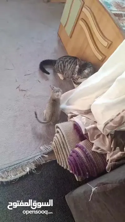قطط عدد 2 كتن ذكر عمر شهرين وذكر عمر سنه ما خذ مطعوم للبيع