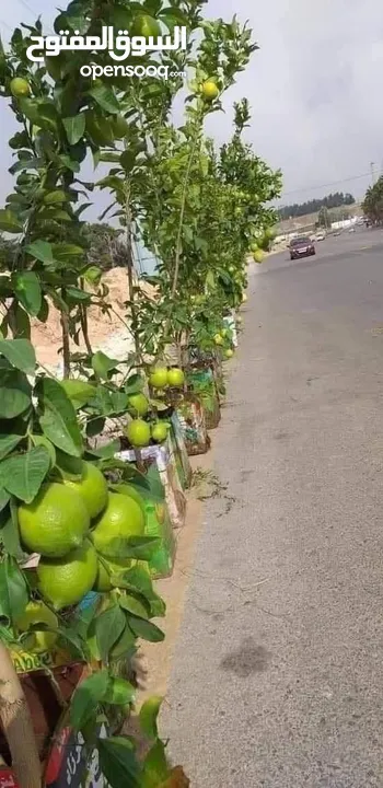 زراعة الحدائق