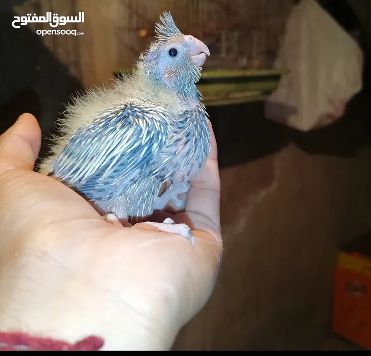 فراخ كوكتيل للزق اليدوي