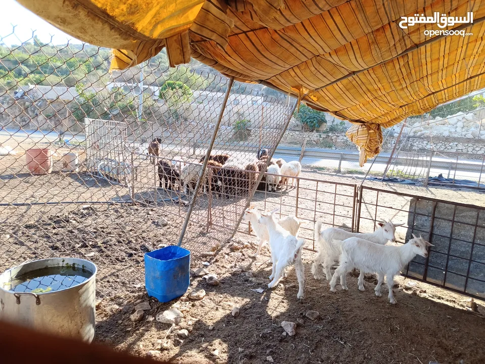 ماغز لاتينو جامبو وسيناني الاول في العالم للحليب