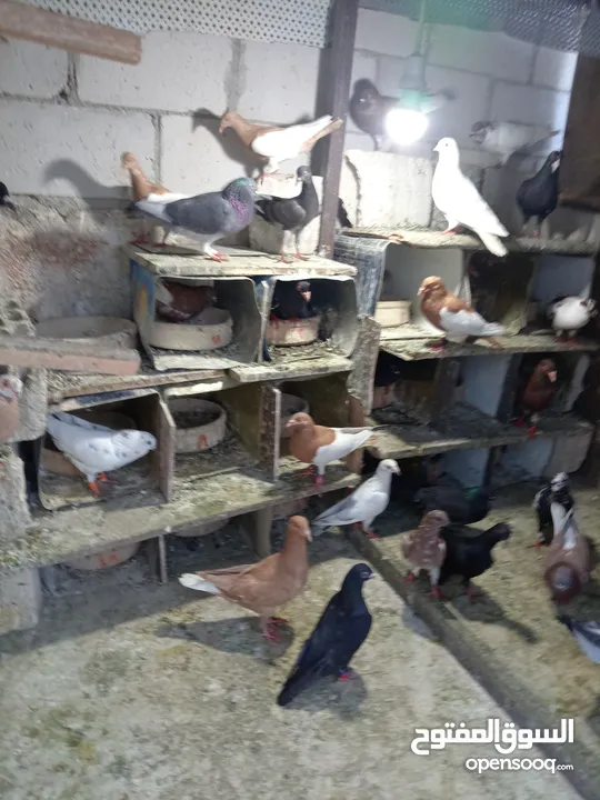 طير حمام للبيع في عوجان حي الملك طلال للبيع للاستفسار