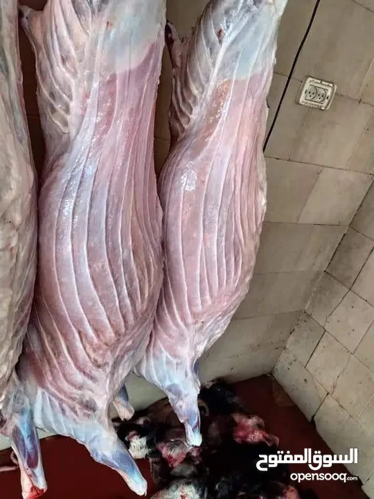 لحامين على استعداد التام لذبح جميع انواع المواشي  خروف.   عجل.   جدي.    ذبح في المنازل أضحيه