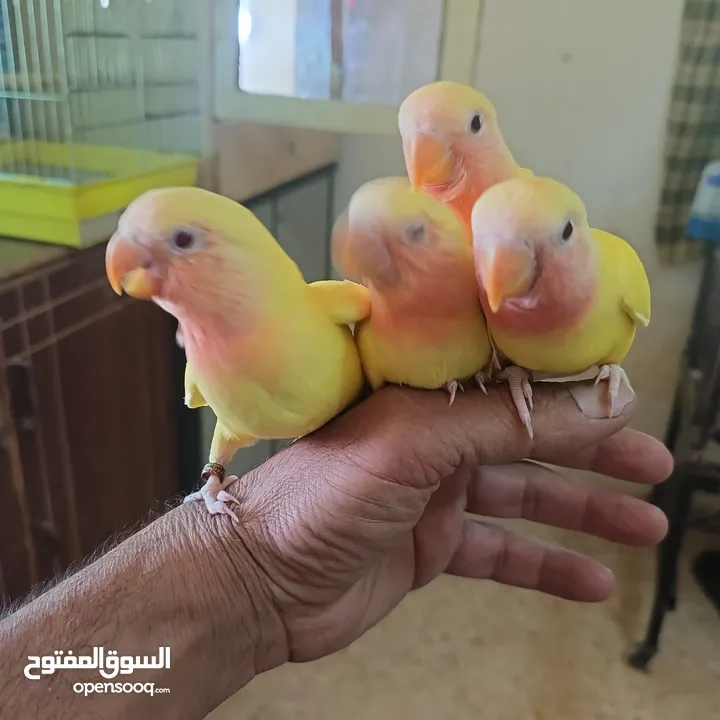 ماشاء الله لا قوة إلا بالله
