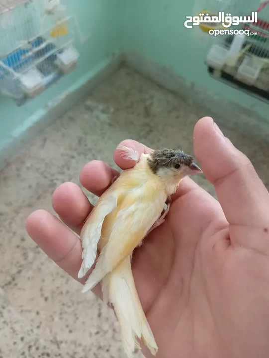 اقرى الوصف