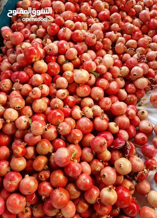 شروة دبس رمان بلدي للبيع