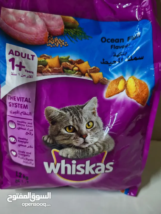 طعام قطه مع الصحن و المشط