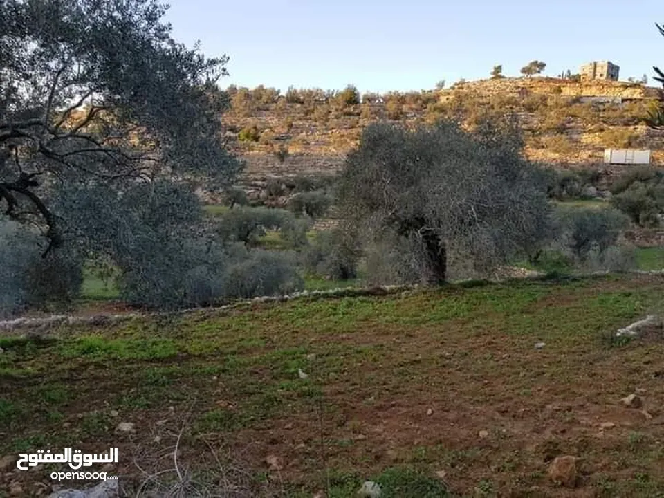 أرض تصنيف أ زيتون