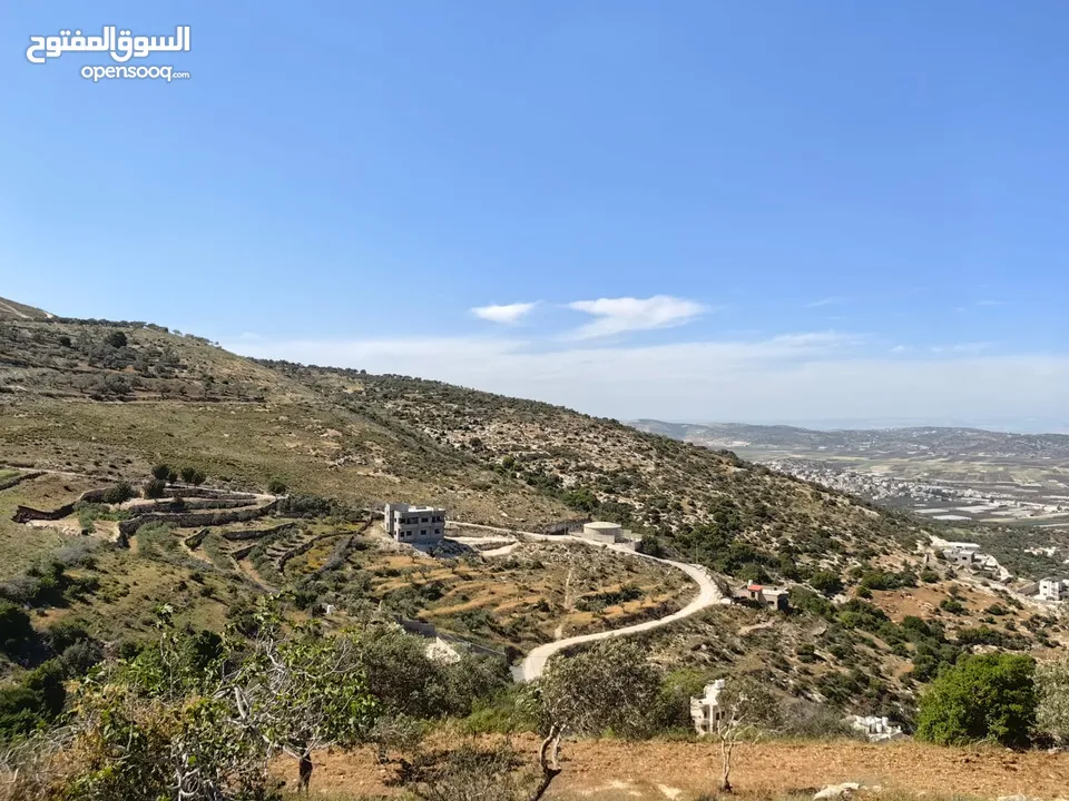 قطعة ارض 19 دنم زيتون كوشان واحد سعر ببلاش