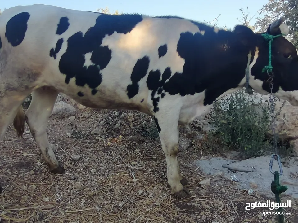 بكيره عشار 4 شهور ونص