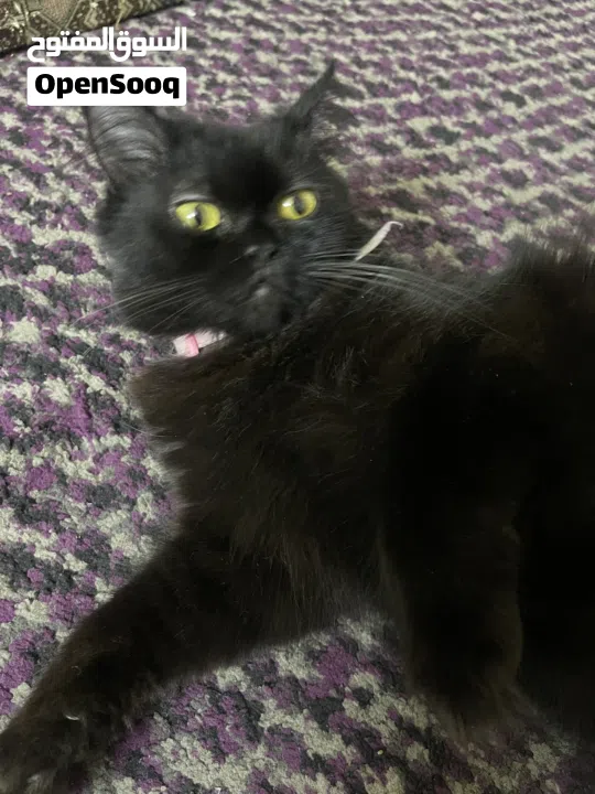 القطه : للتبني / free عمر 9 شهور جنس/ انثى