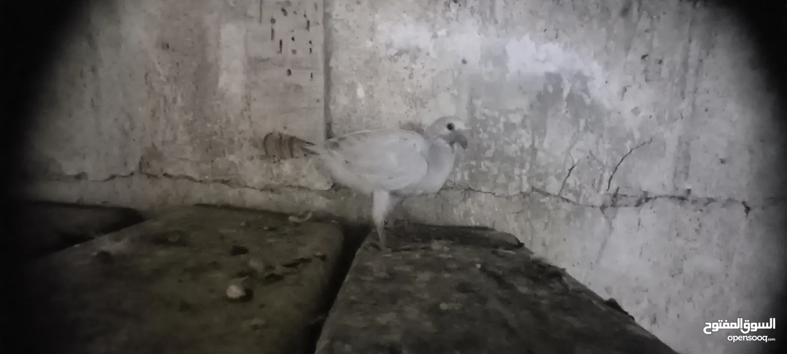 جواز حمام شغاله  للبيع  الكوم  17 حبه سعر الحبه دينارين من الاخر