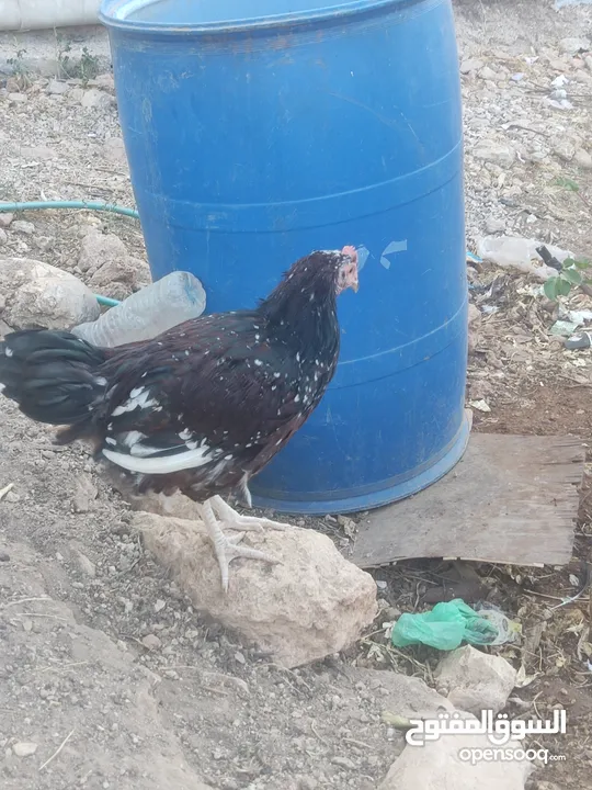 ديك سايكس بورسلان