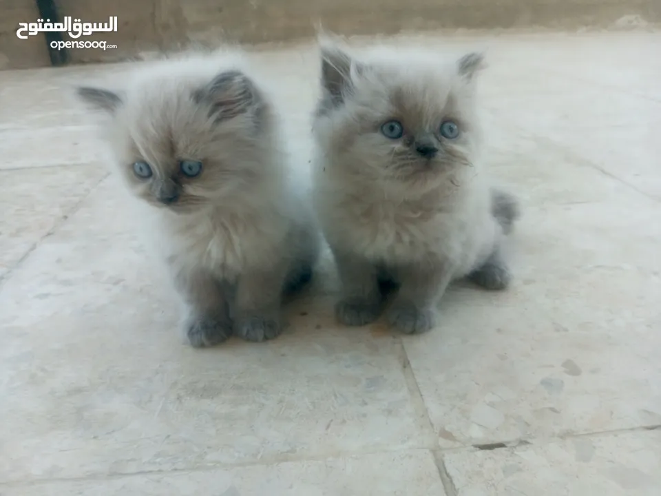 قطط هملايا للبيع ذكر وأنثى العمر شهر ونص لعوبات
