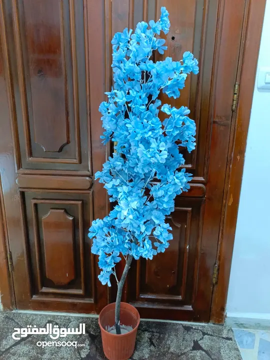 أشجار لوزيات أغصان طبيعي