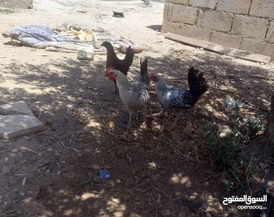 فرخات بلدي البيع