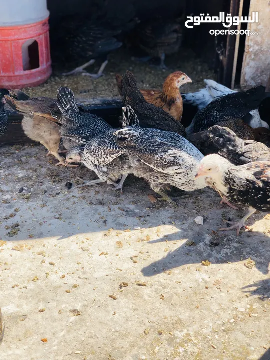 19 فرحه  بصلات علا النبي