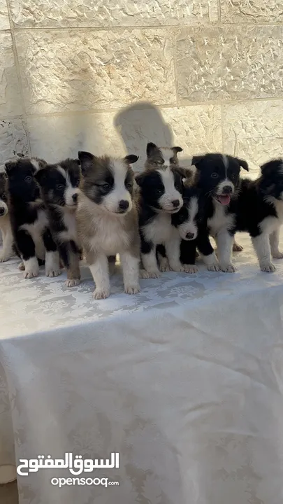 Border collie لاول مرة في الاردن