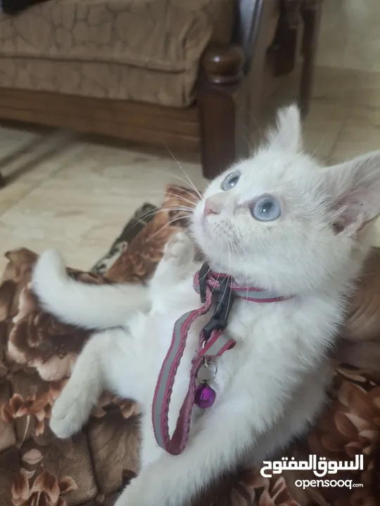 قط للبيع لعوب وحنون
