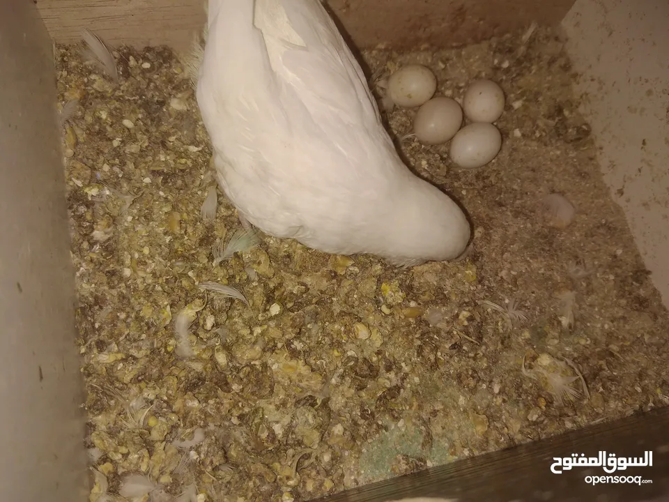3 جواز حب مع فراخ  بيض مقفصات للبيع