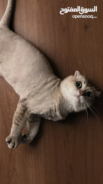 قطط سكوتش فولد  Scottish fold