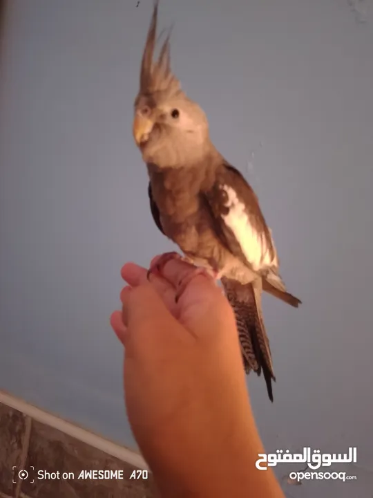 ببغاء كوكتيل وايت فيس اليف جدا