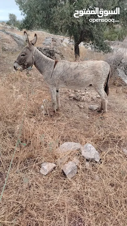 حمار للبيع بعده مش مطبع عاقل