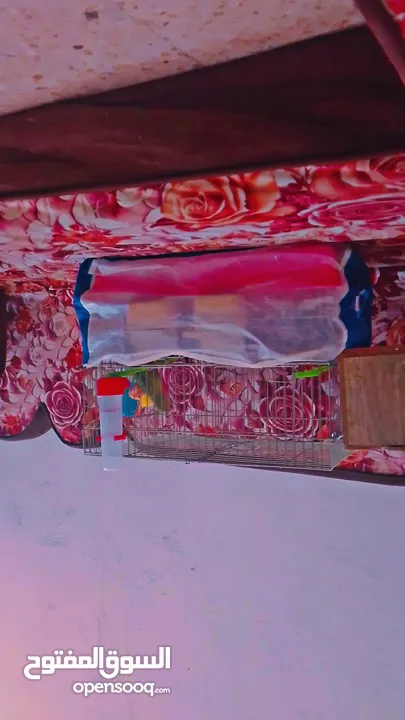 جوز روز اليفات جدا اقرأ الوصف