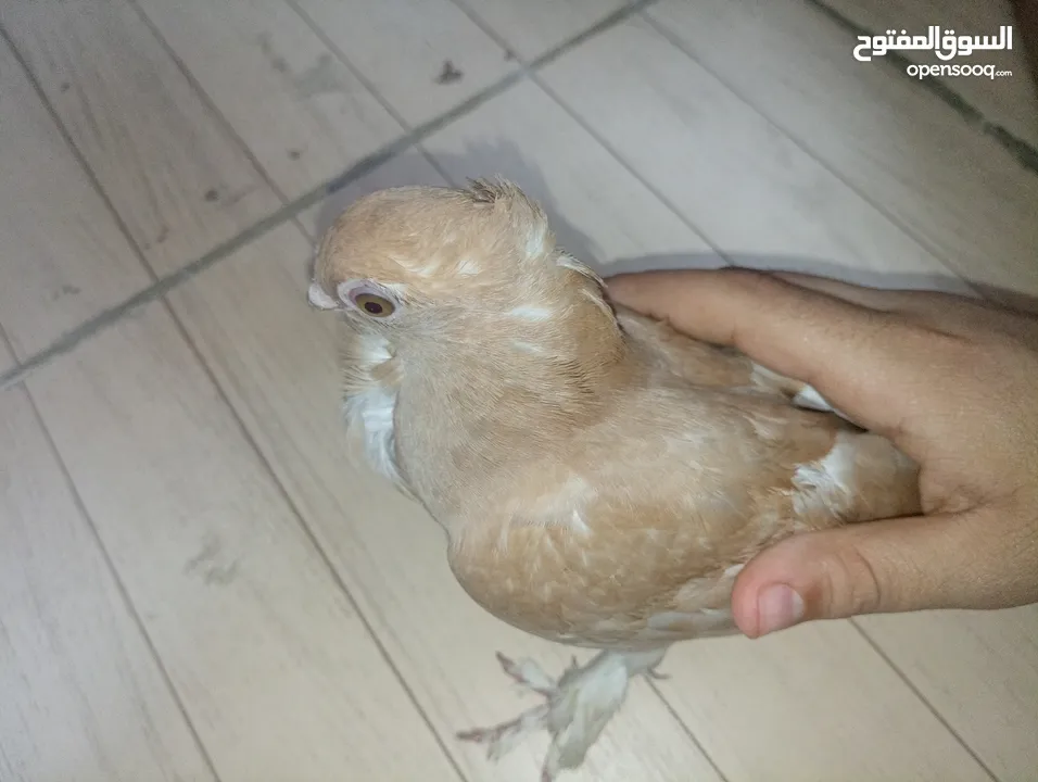حمام  ازملي لونه مشمشي وصغيرة