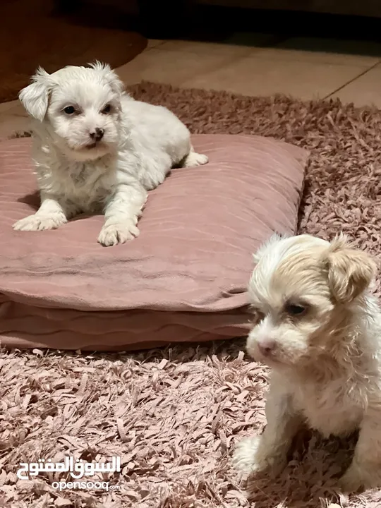 Pitbull and Maltese dog for sale
