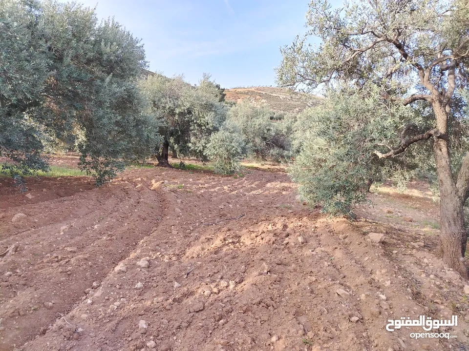 مزرعة زيتون ملوكية اطلالة ع الغرب و جبال فلسطين ع ثلاث شوراع قرب شارع الستين ثغرة السلطان