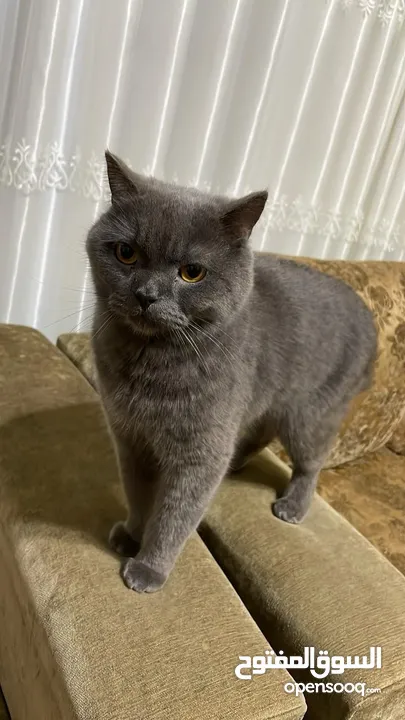 قط سكوتش فولد بريطاني British short hair