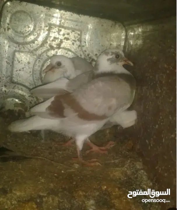 فراح حمام بلدي اكبر حجم صحه تمام تواصل واتس