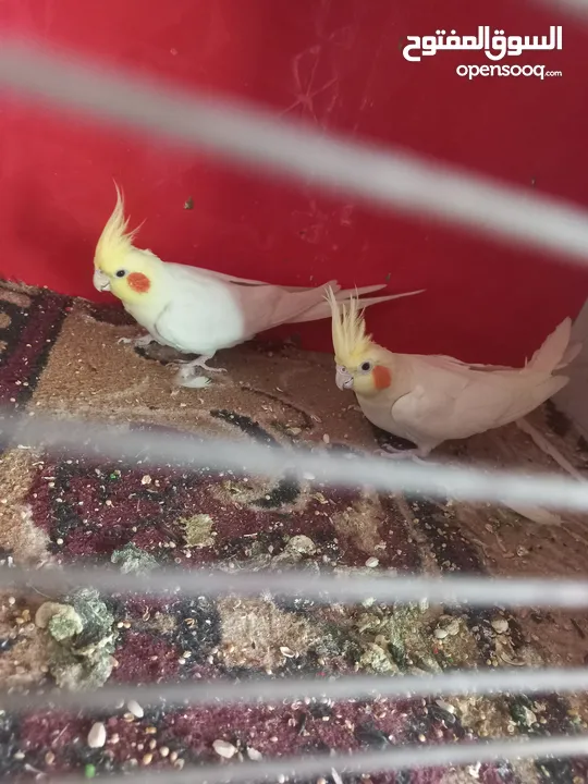 متاح كمية طيور كوكتيل اقرأ الوصف