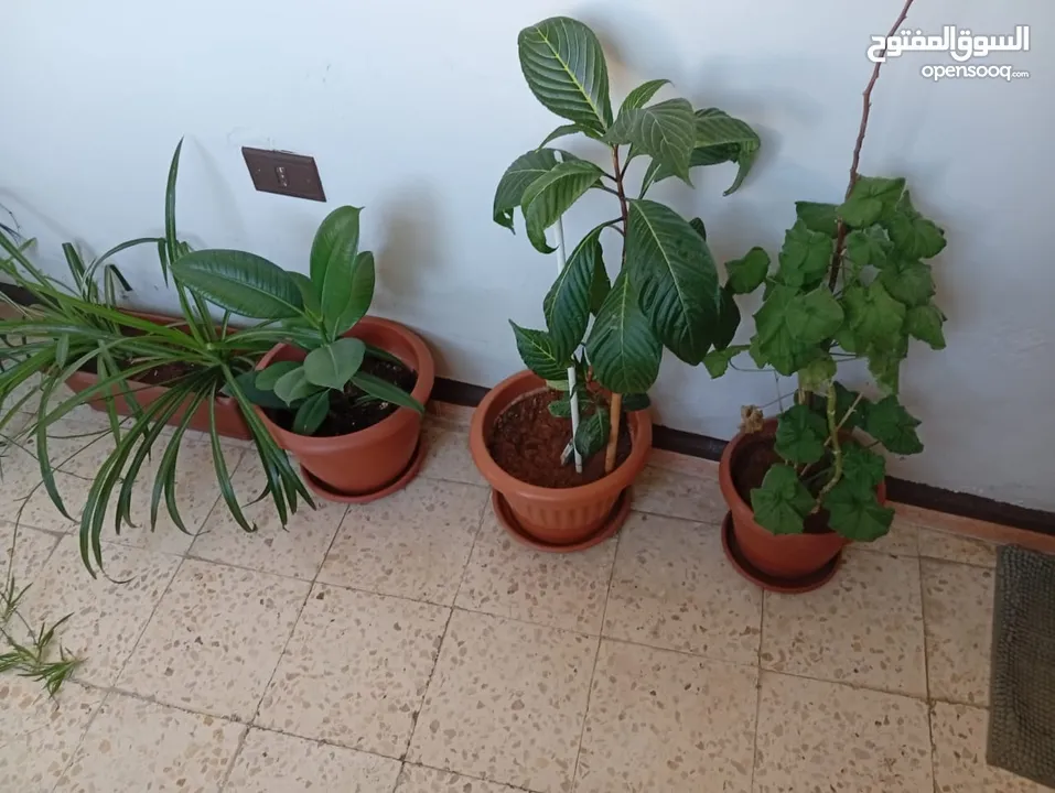 زريعة للبيع