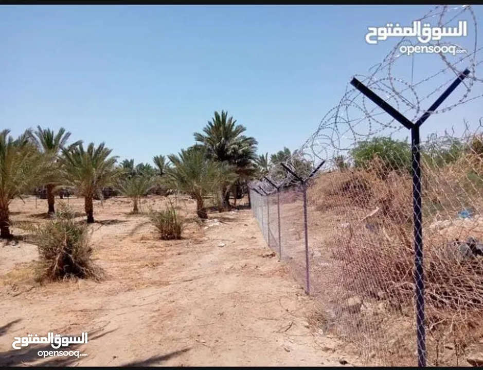 تشيك مزارع
