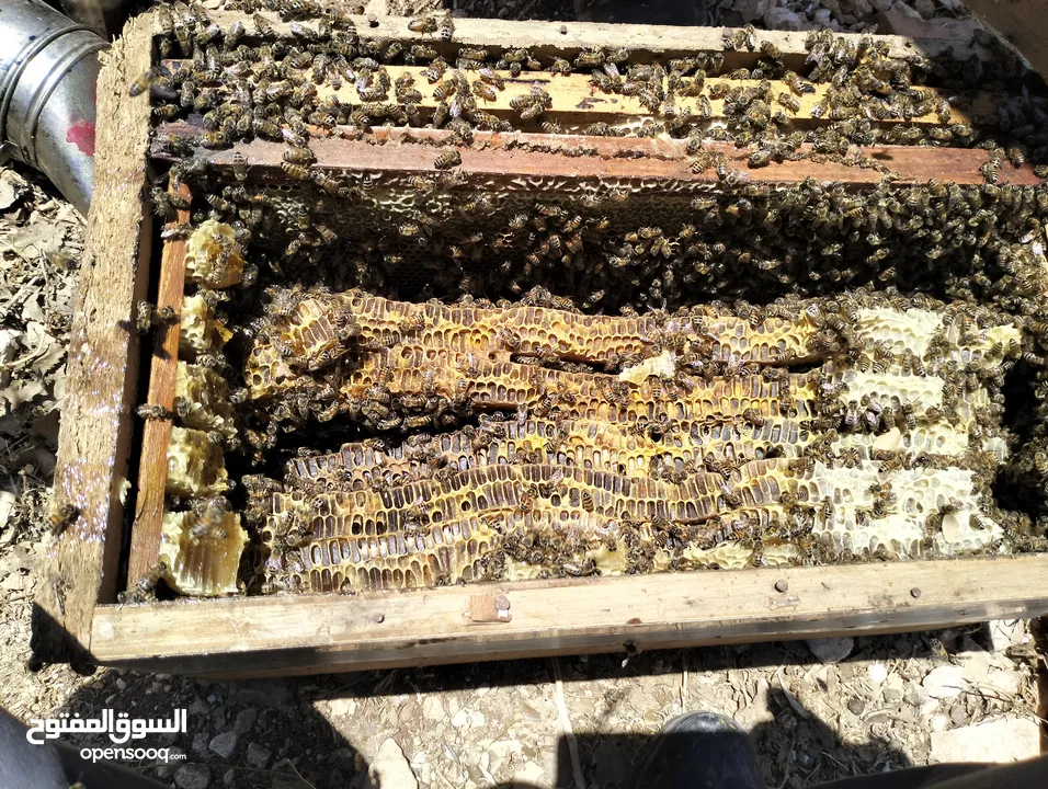 عسل جبلي حر مكفول