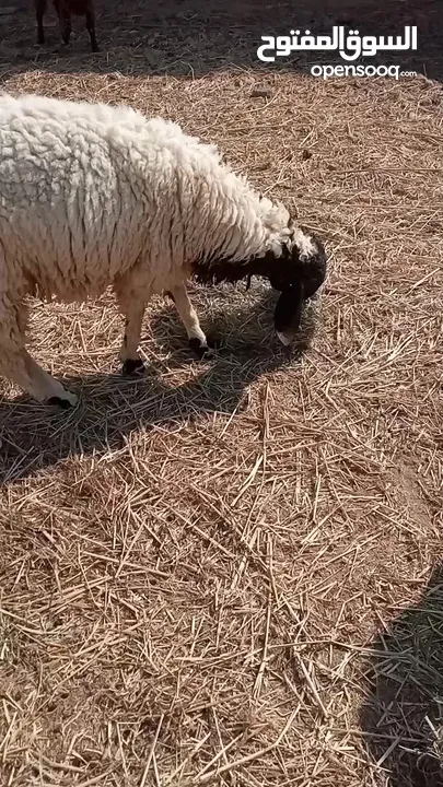 كبش كشميري مطعوم وجاعده