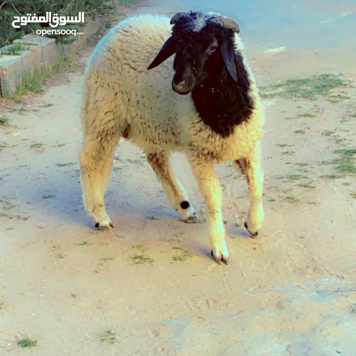 سعي للبيع.