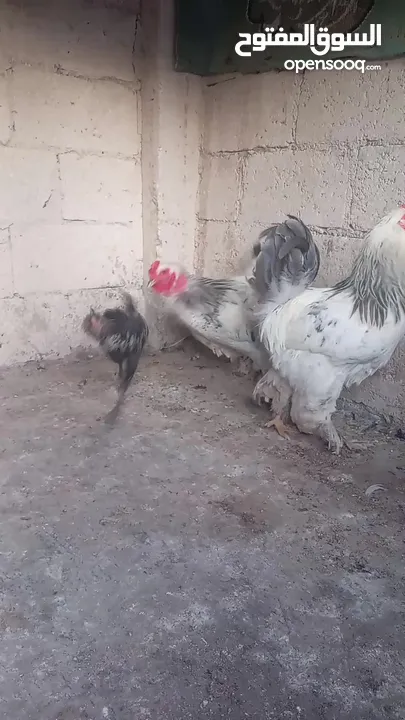 3ديوك براهمي