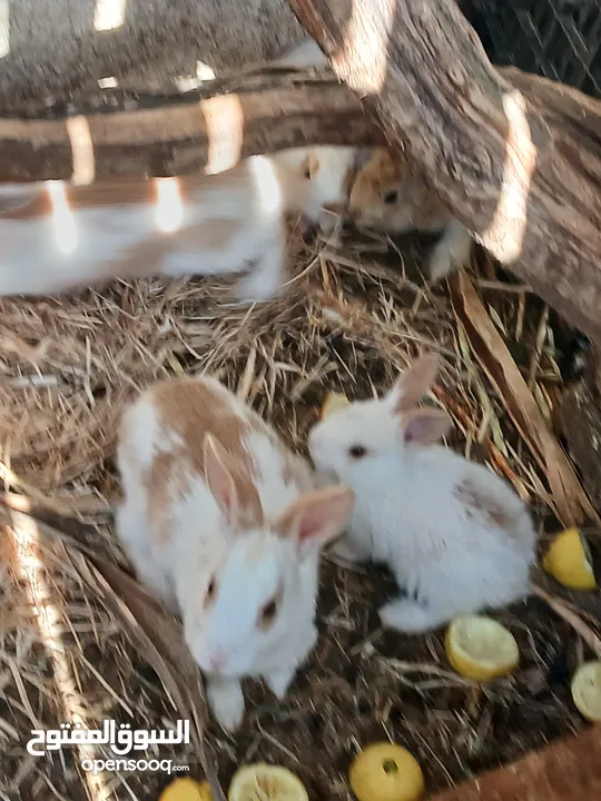 مزرعة أرانب صغيرة للبيع