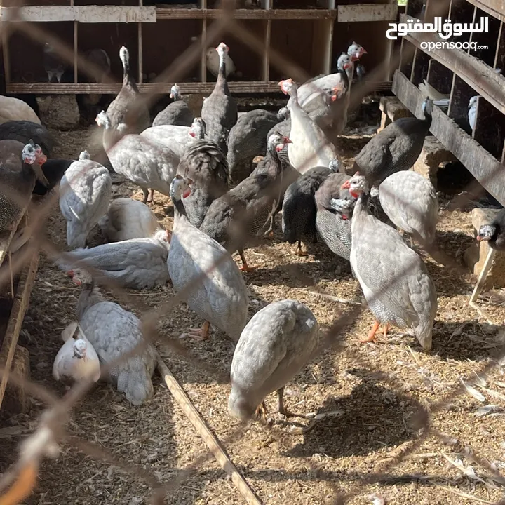 دجاج عماني محلي جاهز للذبح والتربية بصحة ممتازة