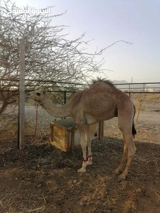 قعود عمر سنه ونص سمين واتساب فقط