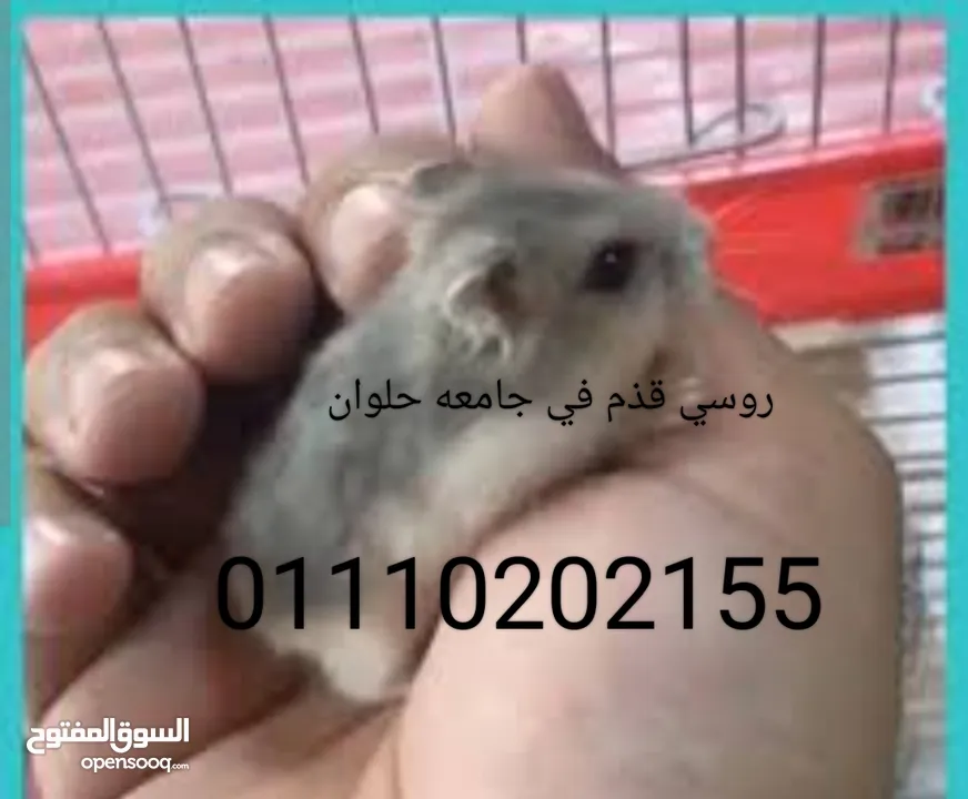 هامسترةعجله وسقايه