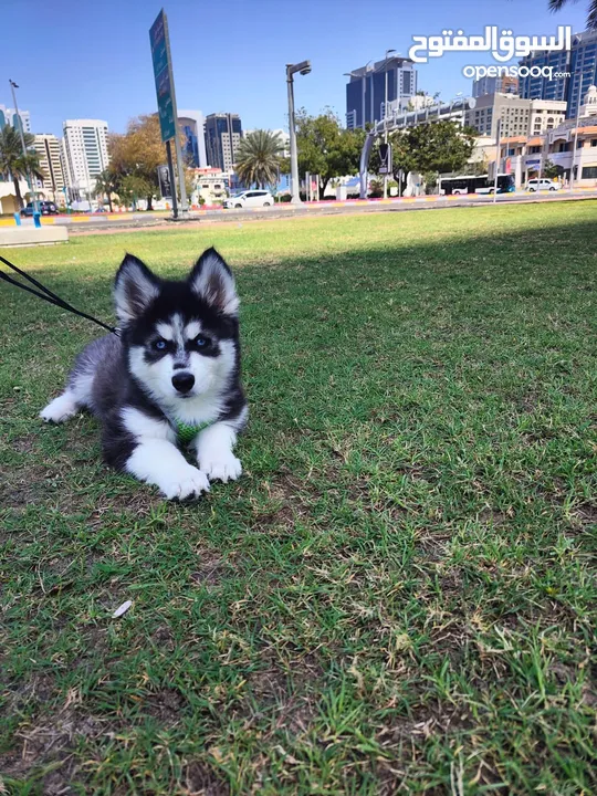 Pure breed siberian husky