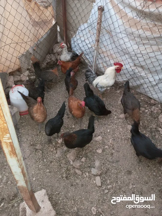 جاج بلدي للبيع الحاج مش كبير بالعمر اله شهرين بيبيض