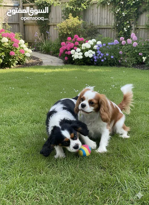 كلاب كينغ شارلز سبانيل ذكر و انثى