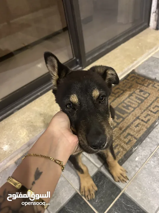 mix german shepherd and rottweiler 4 months old جرمن تشبير مكس روت ويلير العمر أربع شهور
